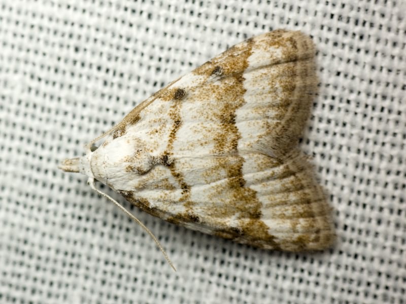 Nola aerugula (Hübner, 1793)